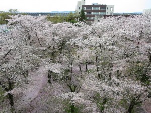 sakura2014